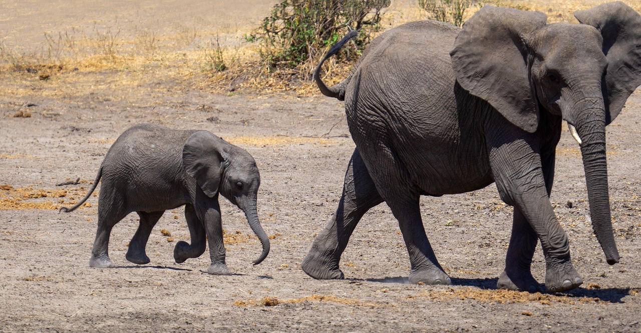 Planning a Safari Adventure in Tanzania and Exploring the Serengeti Migration