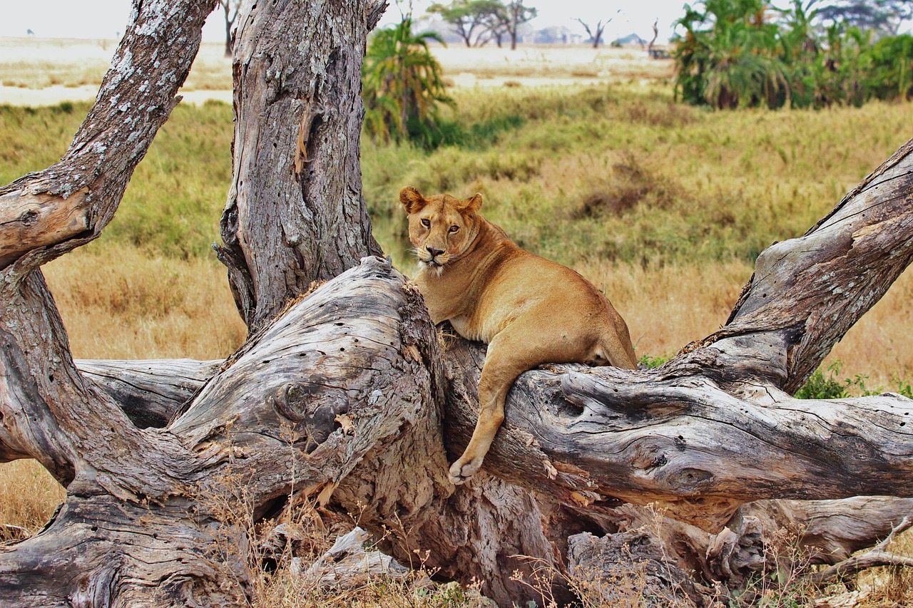 Planning a Safari Adventure in Tanzania and Exploring the Serengeti Migration