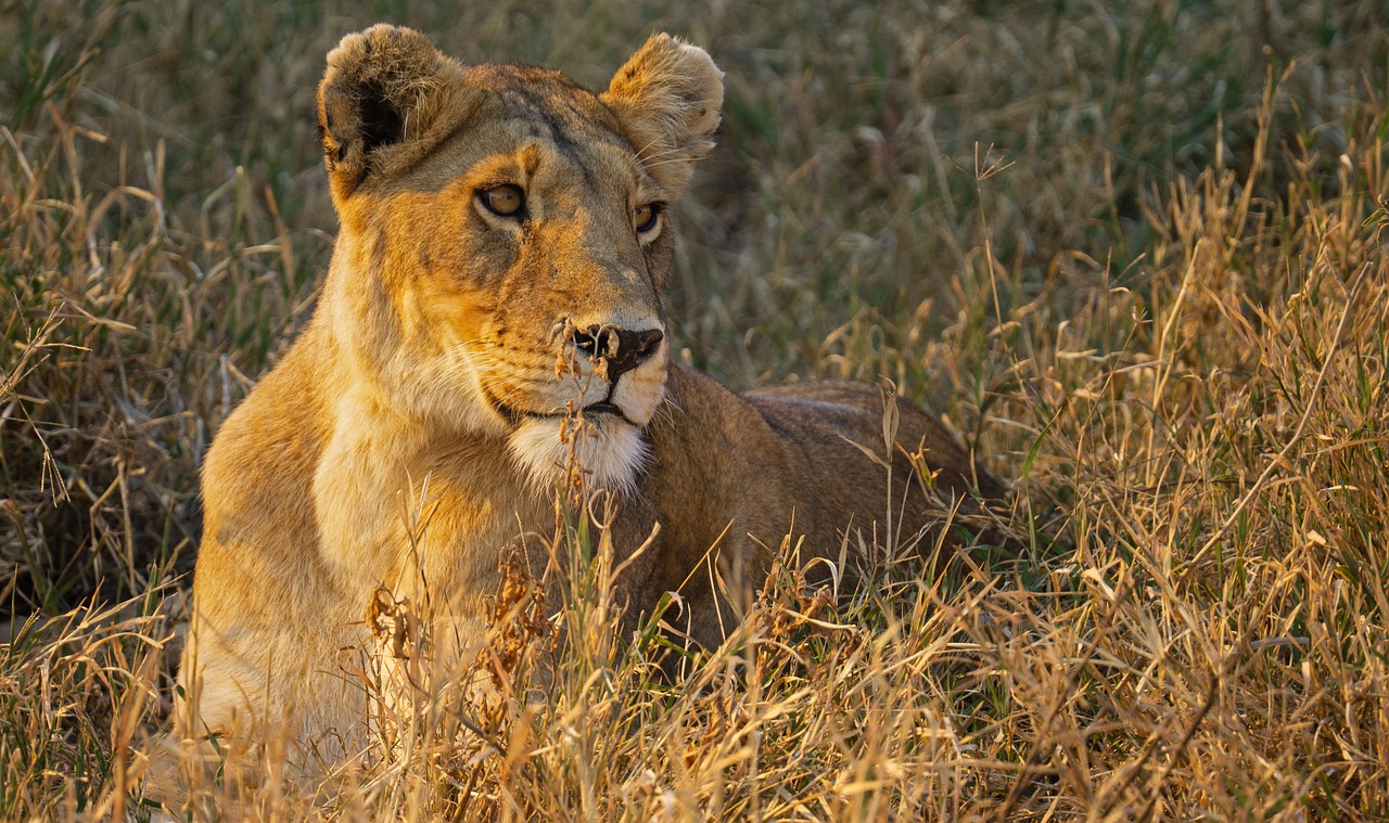 Planning a Safari Adventure in Tanzania and Exploring the Serengeti Migration