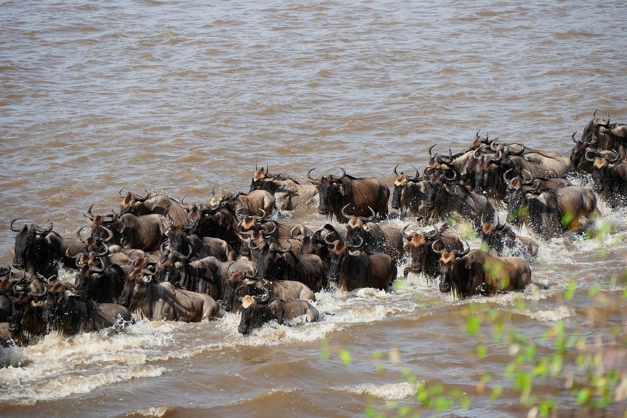 Planning a Safari Adventure in Tanzania and Exploring the Serengeti Migration