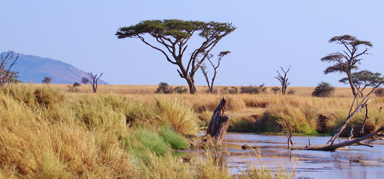 Planning a Safari Adventure in Tanzania and Exploring the Serengeti Migration